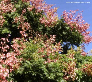 Koelreuteria paniculata - blossom
